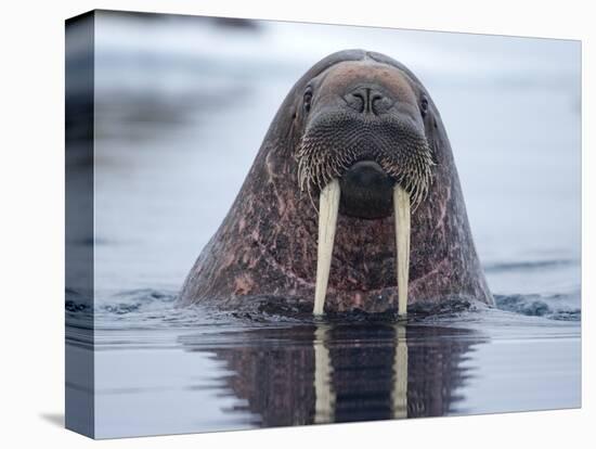 Walrus swimming-Paul Souders-Premier Image Canvas