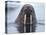 Walrus swimming-Paul Souders-Premier Image Canvas