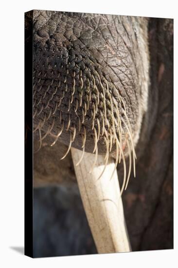 Walrus Whiskers and Tusk, Hudson Bay, Nunavut, Canada-Paul Souders-Premier Image Canvas