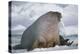 Walrus with a Broken Tusk-DLILLC-Premier Image Canvas