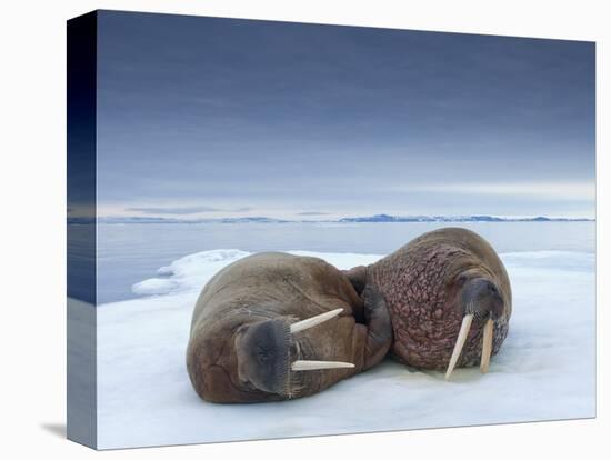 Walruses lying on ice-Paul Souders-Premier Image Canvas