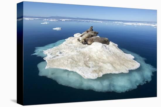 Walruses on Iceberg, Hudson Bay, Nunavut, Canada-Paul Souders-Premier Image Canvas