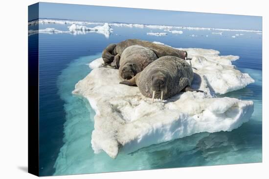 Walruses on Iceberg, Hudson Bay, Nunavut, Canada-Paul Souders-Premier Image Canvas