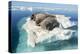 Walruses on Iceberg, Hudson Bay, Nunavut, Canada-Paul Souders-Premier Image Canvas