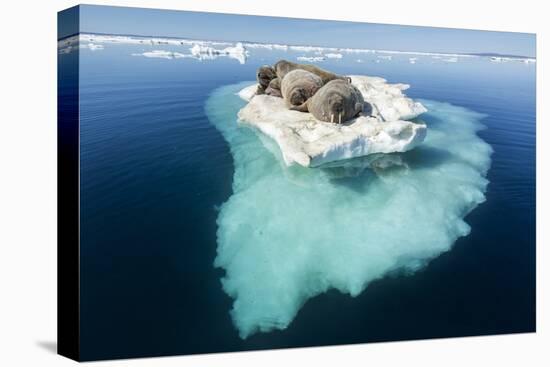 Walruses on Iceberg, Hudson Bay, Nunavut, Canada-Paul Souders-Premier Image Canvas