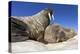 Walruses on Iceberg, Hudson Bay, Nunavut, Canada-Paul Souders-Premier Image Canvas