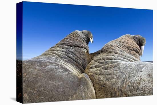 Walruses on Iceberg, Hudson Bay, Nunavut, Canada-Paul Souders-Premier Image Canvas