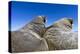 Walruses on Iceberg, Hudson Bay, Nunavut, Canada-Paul Souders-Premier Image Canvas