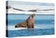 Walruses on Spitsbergen-Inge Jansen-Premier Image Canvas
