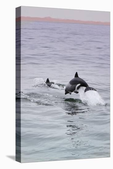 Walvis Bay, Namibia. Rare Pregnant Heaviside's Dolphin Breaching-Janet Muir-Premier Image Canvas