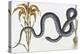 Wampum Snake Natural History of Carolina, Florida and Bahamas Anguis-Mark Catesby-Premier Image Canvas
