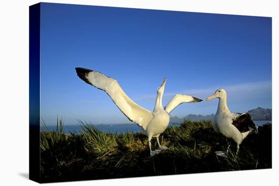 Wandering Albatross Courtship Display-null-Premier Image Canvas
