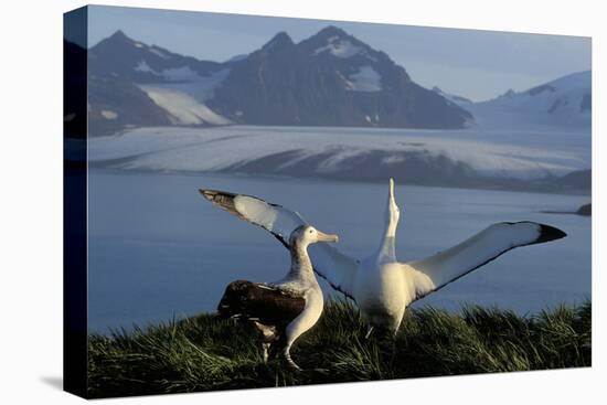 Wandering Albatross Courtship Display-null-Premier Image Canvas