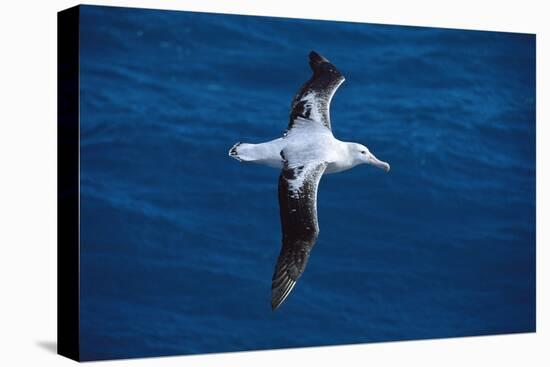 Wandering Albatross in Flight-null-Premier Image Canvas