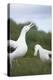 Wandering Albatross Performing Courtship Display-DLILLC-Premier Image Canvas