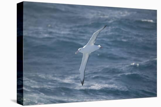 Wandering Albatross-DLILLC-Premier Image Canvas