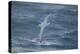 Wandering Albatross-DLILLC-Premier Image Canvas