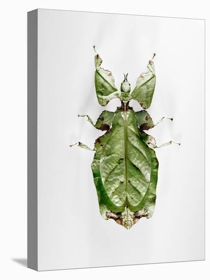 Wandering Leaf, Phyllium Giganteum, , Green, Female, Animal, Insect, Ghost Locust, Locust-Hawi-Premier Image Canvas