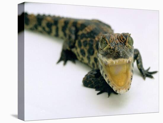 Want a Fight?: This Baby Alligator Has a Big Mouth at Bristol Zoo, November 1997-null-Premier Image Canvas