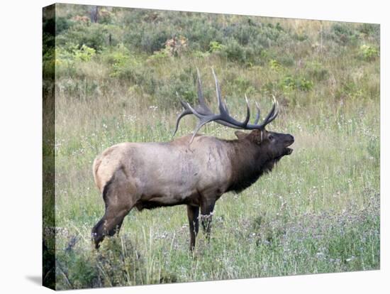 Wapiti Elk, Rocky Mountain National Park, Colorado, USA-Diane Johnson-Premier Image Canvas