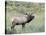 Wapiti Elk, Rocky Mountain National Park, Colorado, USA-Diane Johnson-Premier Image Canvas