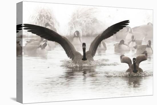 Wapiti Valley, Wyoming. Usa. Canadian Geese Land in a Winter's Pond-Janet Muir-Premier Image Canvas