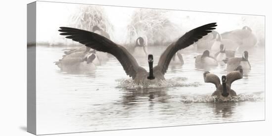 Wapiti Valley, Wyoming. USA. Canadian Geese land in a winter's pond.-Janet Muir-Premier Image Canvas