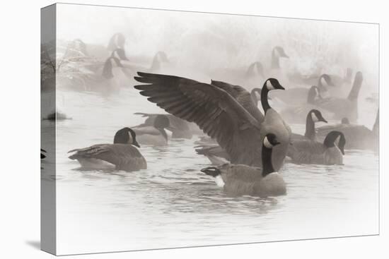Wapiti, Wyoming. Usa. Artistic Shot of Canadian Geese in the Mist-Janet Muir-Premier Image Canvas