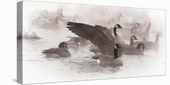 Wapiti, Wyoming. USA. Artistic shot of Canadian Geese in the mist.-Janet Muir-Premier Image Canvas