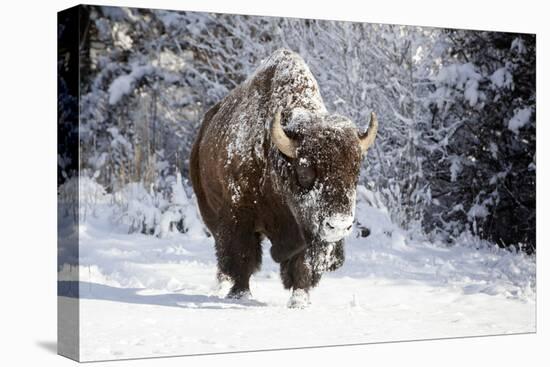 Wapiti, Wyoming. Usa. Bison Walking in the Snow-Janet Muir-Premier Image Canvas