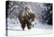 Wapiti, Wyoming. Usa. Bison Walking in the Snow-Janet Muir-Premier Image Canvas