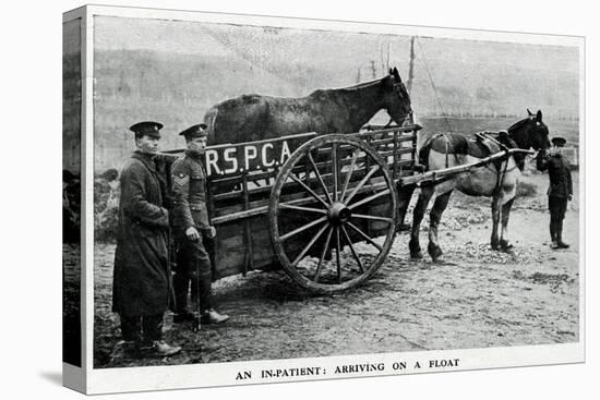 War-Horse Been Taken to Hospital 1915-null-Stretched Canvas