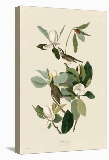 Warbling Flycatcher-John James Audubon-Stretched Canvas