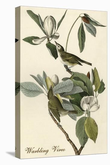 Warbling Vireo-John James Audubon-Stretched Canvas