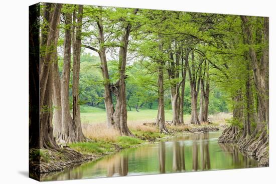 Waring, Texas, USA. Trees along the Guadalupe River in the Texas Hill Country.-Emily Wilson-Premier Image Canvas