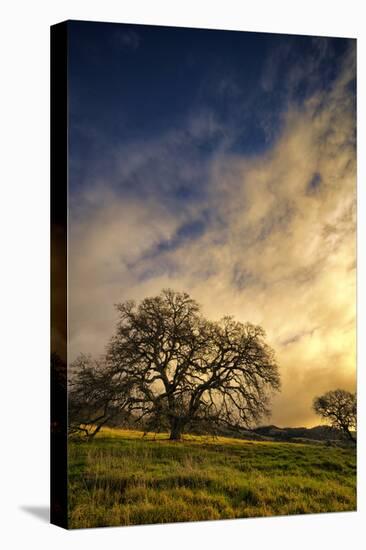 Warm Morning Light and Oak Trees, Mount Diablo, San Francisco Bay Area-Vincent James-Premier Image Canvas