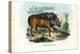 Warthog, 1863-79-Raimundo Petraroja-Premier Image Canvas