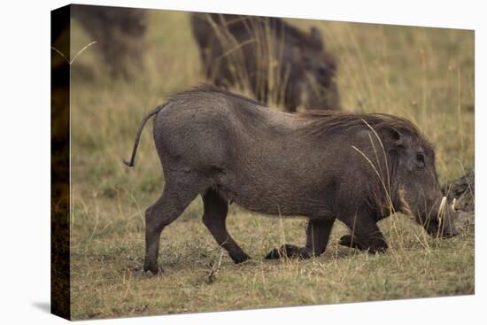 Warthog Digging for Food with Snout-DLILLC-Premier Image Canvas