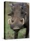 Warthog Displays Tusks, Addo National Park, South Africa-Paul Souders-Premier Image Canvas