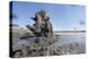 Warthog in Mud Hole, Chobe National Park, Botswana-Paul Souders-Premier Image Canvas