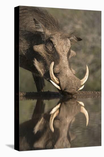 Warthog (Phacochoerus Aethiopicus), at Water, Mkhuze Game Reserve, Kwazulu-Natal, South Africa-Ann & Steve Toon-Premier Image Canvas