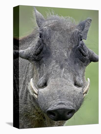 Warthog (Phacochoerus Aethiopicus), Kruger National Park, South Africa, Africa-null-Premier Image Canvas