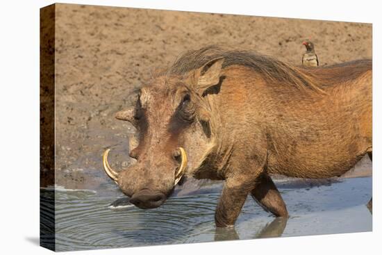 Warthog (Phacochoerus Aethiopicus), Kwazulu-Natal, Africa-Ann & Steve Toon-Premier Image Canvas