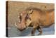 Warthog (Phacochoerus Aethiopicus), Kwazulu-Natal, Africa-Ann & Steve Toon-Premier Image Canvas