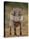 Warthog (Phacochoerus Aethiopicus), Male, Addo Elephant National Park, South Africa, Africa-James Hager-Premier Image Canvas