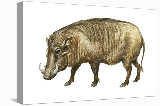 Warthog (Phacochoerus Aethiopicus), Mammals-Encyclopaedia Britannica-Stretched Canvas