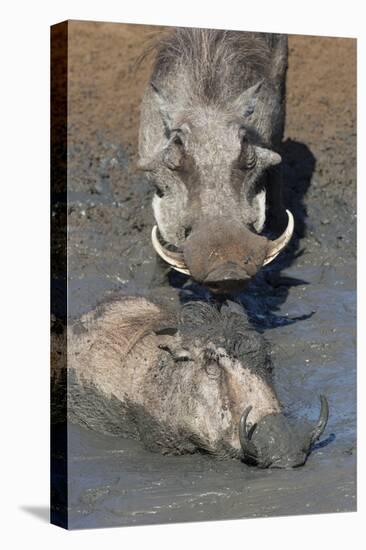 Warthog (Phacochoerus Aethiopicus) Mudbathing, Mkhuze Game Reserve, Kwazulu-Natal, South Africa-Ann & Steve Toon-Premier Image Canvas