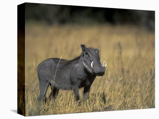 Warthog, Phacochoerus Africanus, Chobe National Park, Savuti, Botswana, Africa-Thorsten Milse-Premier Image Canvas
