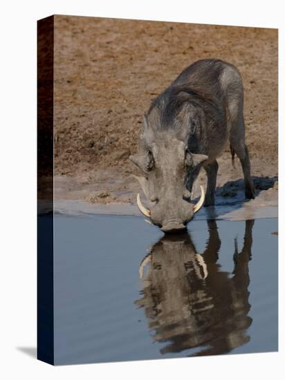 Warthog, Savuti Channal, Botswana-Pete Oxford-Premier Image Canvas