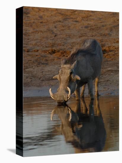 Warthog, Savuti Channal, Botswana-Pete Oxford-Premier Image Canvas